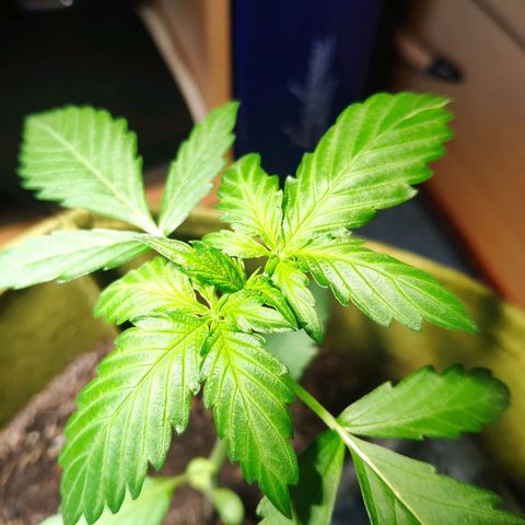 Auto Blueberry Dutch Passion  growlog timeline photo