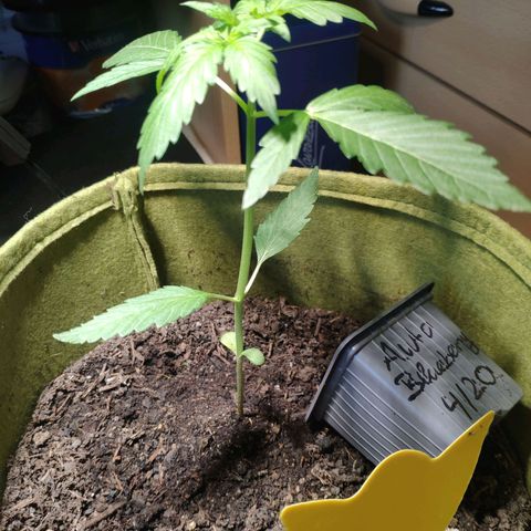 Auto Blueberry Dutch Passion  growlog timeline photo