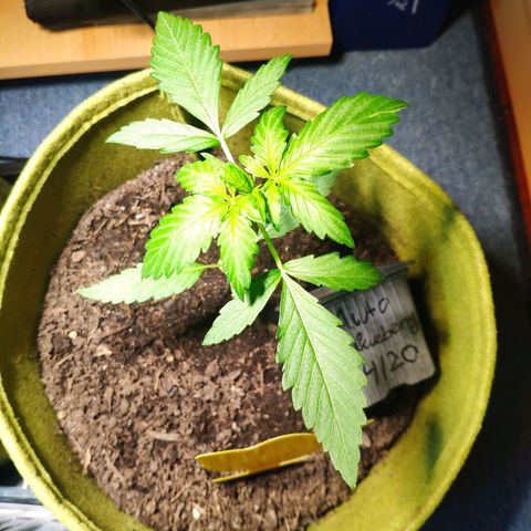 Auto Blueberry Dutch Passion  growlog timeline photo