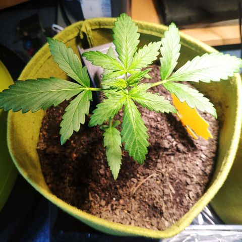 Quick One Royal Queen Seeds growlog timeline photo