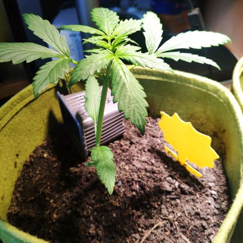 Quick One Royal Queen Seeds growlog timeline photo