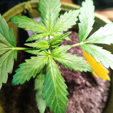 Quick One Royal Queen Seeds growlog timeline photo