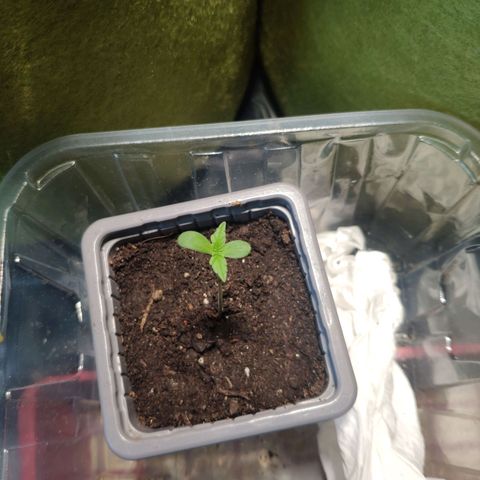 Purple Cookie Kush Sensi Seeds  growlog photo