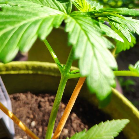 Quick One Royal Queen Seeds growlog timeline photo