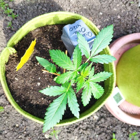 Quick One Royal Queen Seeds growlog timeline photo