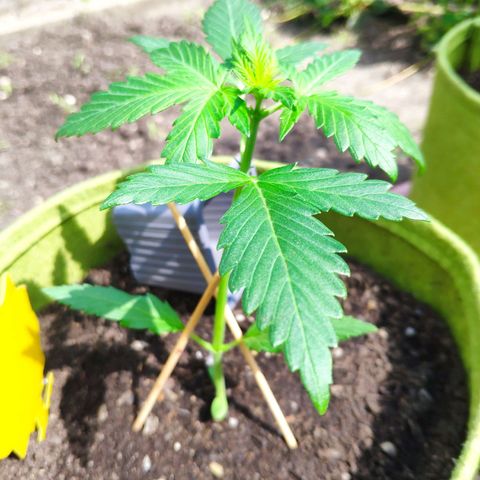 Quick One Royal Queen Seeds growlog timeline photo