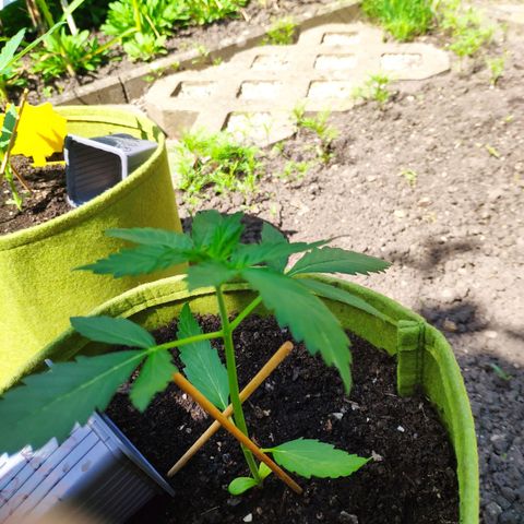 Auto Blueberry Dutch Passion  growlog timeline photo
