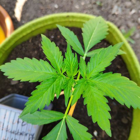 Auto Blueberry Dutch Passion  growlog timeline photo