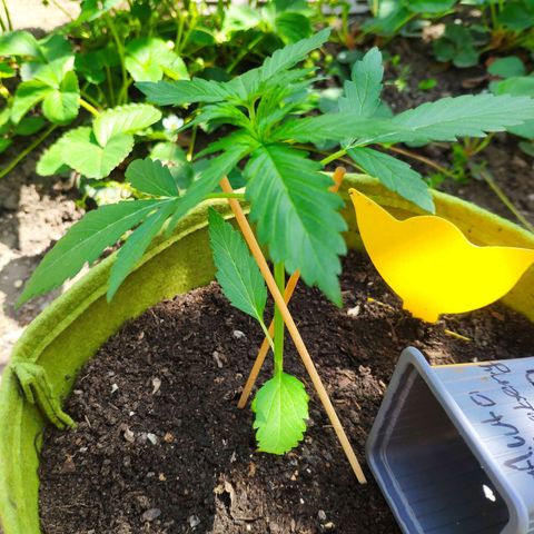 Auto Blueberry Dutch Passion  growlog timeline photo