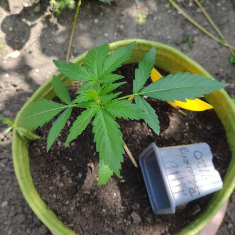 Auto Blueberry Dutch Passion  growlog timeline photo