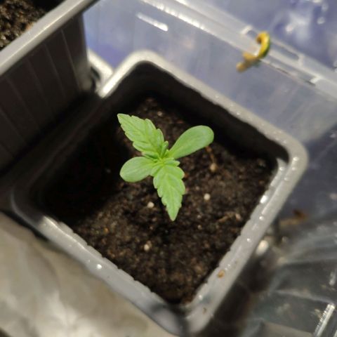 Purple Cookie Kush Sensi Seeds  growlog timeline photo
