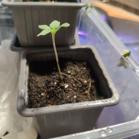 Purple Cookie Kush Sensi Seeds  growlog timeline photo