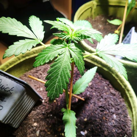 Quick One Royal Queen Seeds growlog timeline photo