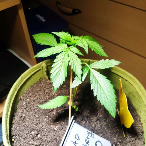 Auto Blueberry Dutch Passion  growlog timeline photo