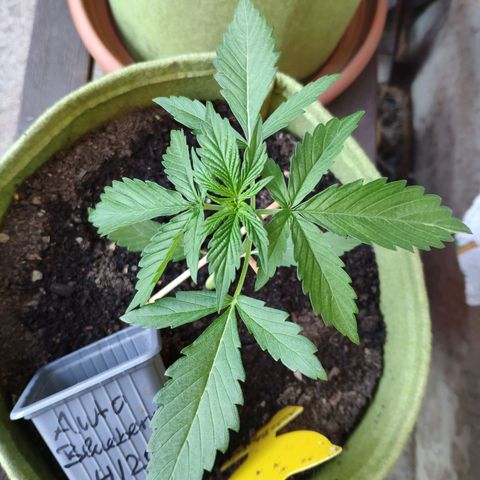 Auto Blueberry Dutch Passion  growlog timeline photo