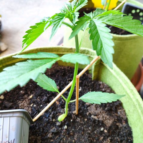 Auto Blueberry Dutch Passion  growlog timeline photo