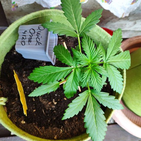 Quick One Royal Queen Seeds growlog timeline photo