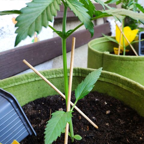 Quick One Royal Queen Seeds growlog timeline photo