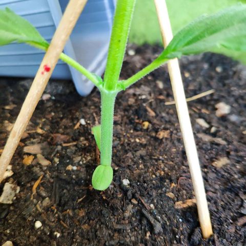 Quick One Royal Queen Seeds growlog timeline photo