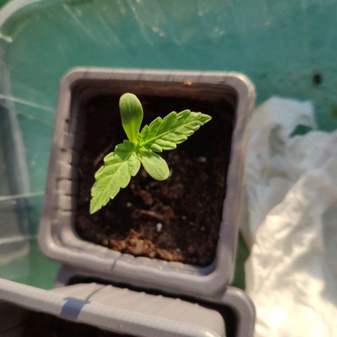 Purple Cookie Kush Sensi Seeds  growlog timeline photo