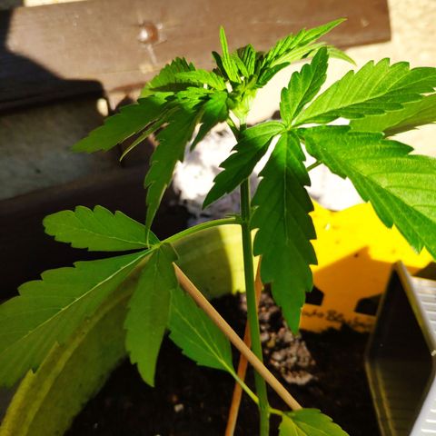 Auto Blueberry Dutch Passion  growlog timeline photo