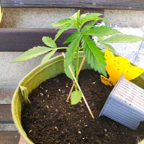 Auto Blueberry Dutch Passion  growlog timeline photo