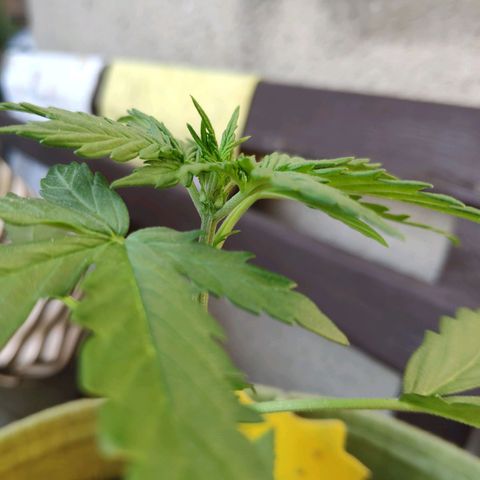 Quick One Royal Queen Seeds growlog timeline photo