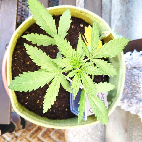 Quick One Royal Queen Seeds growlog timeline photo