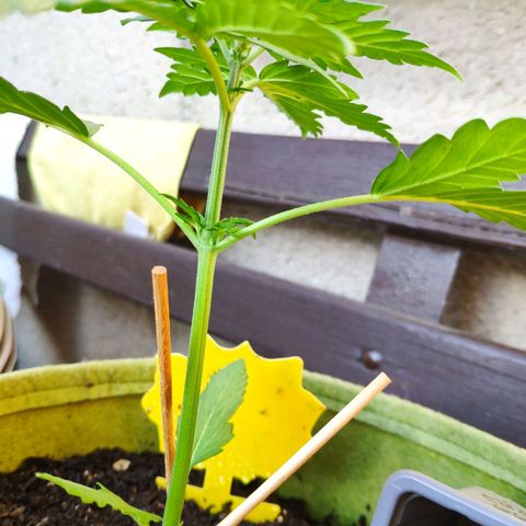 Quick One Royal Queen Seeds growlog timeline photo