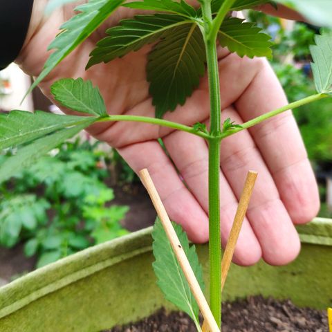 Auto Blueberry Dutch Passion  growlog timeline photo