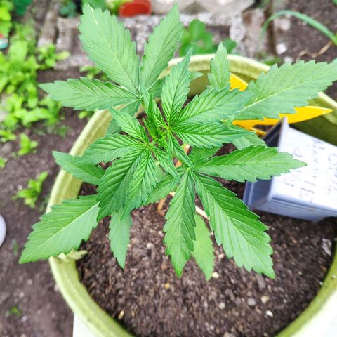 Auto Blueberry Dutch Passion  growlog timeline photo