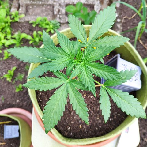 Quick One Royal Queen Seeds growlog timeline photo