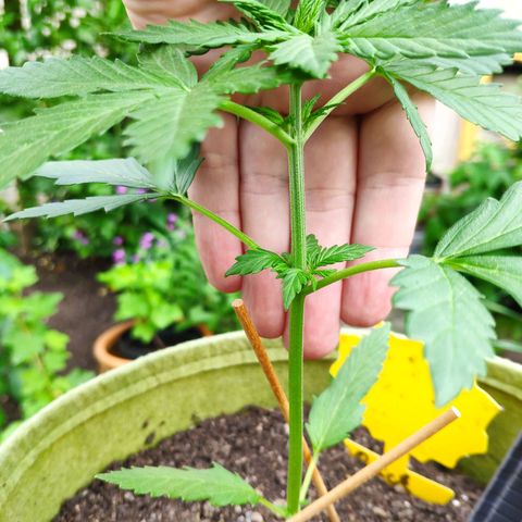 Quick One Royal Queen Seeds growlog timeline photo