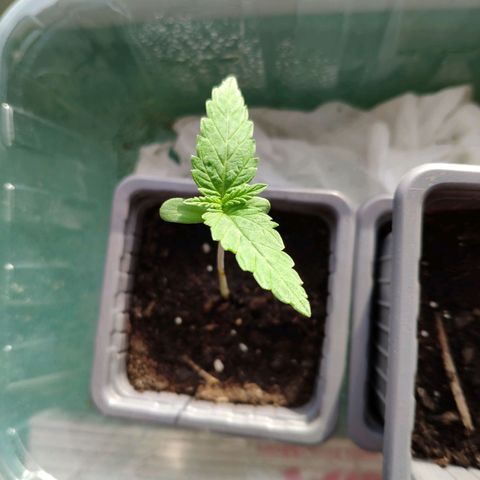 Purple Cookie Kush Sensi Seeds  growlog timeline photo