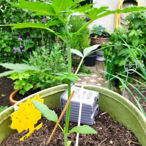 Quick One Royal Queen Seeds growlog timeline photo