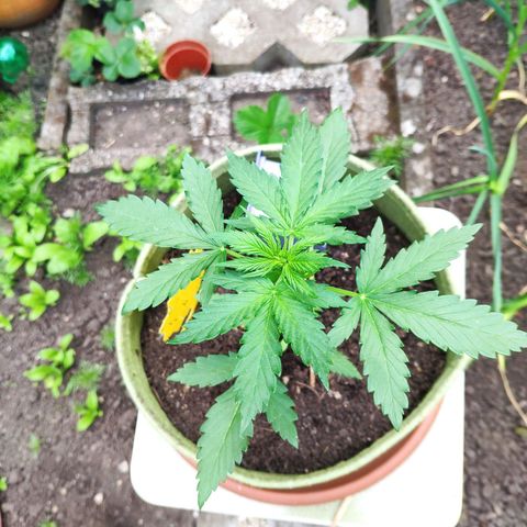 Quick One Royal Queen Seeds growlog timeline photo
