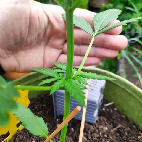 Quick One Royal Queen Seeds growlog timeline photo