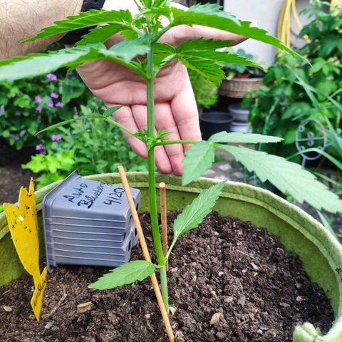 Auto Blueberry Dutch Passion  growlog timeline photo