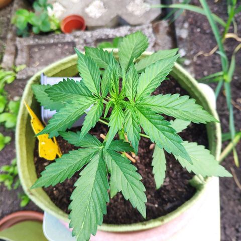 Auto Blueberry Dutch Passion  growlog timeline photo