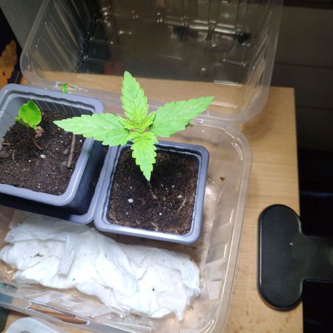 Purple Cookie Kush Sensi Seeds  growlog timeline photo