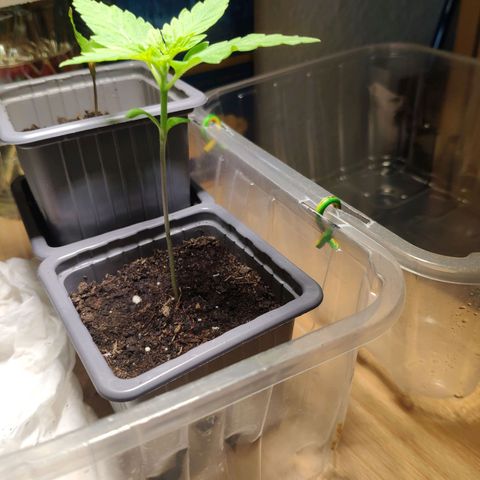 Purple Cookie Kush Sensi Seeds  growlog timeline photo