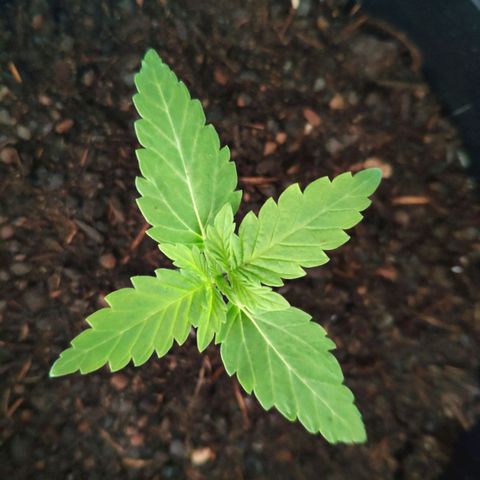 Purple Cookie Kush Sensi Seeds  growlog timeline photo