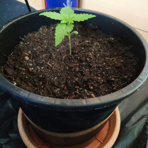 Purple Cookie Kush Sensi Seeds  growlog timeline photo