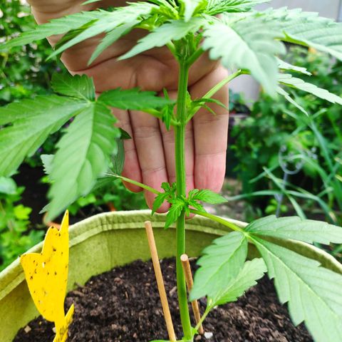 Auto Blueberry Dutch Passion  growlog timeline photo