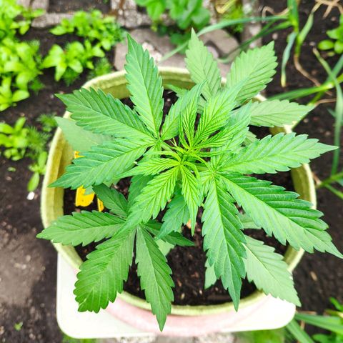Auto Blueberry Dutch Passion  growlog timeline photo