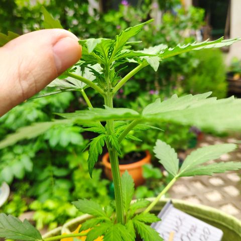 Quick One Royal Queen Seeds growlog timeline photo