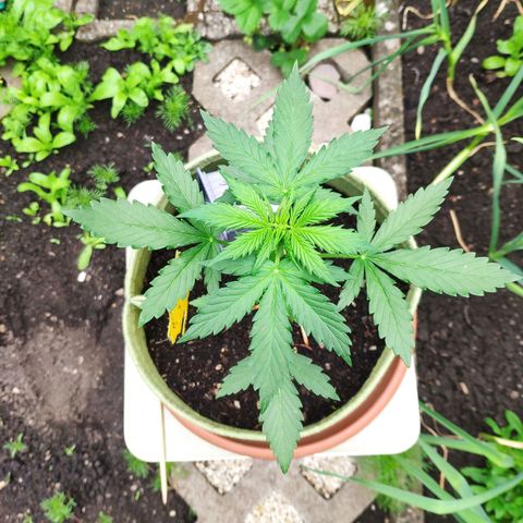 Quick One Royal Queen Seeds growlog timeline photo