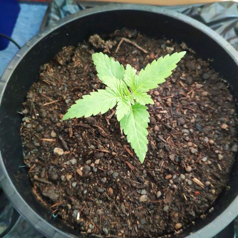 Purple Cookie Kush Sensi Seeds  growlog timeline photo
