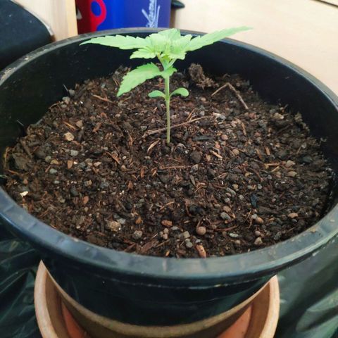 Purple Cookie Kush Sensi Seeds  growlog timeline photo