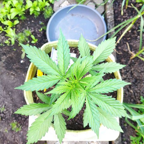 Auto Blueberry Dutch Passion  growlog timeline photo